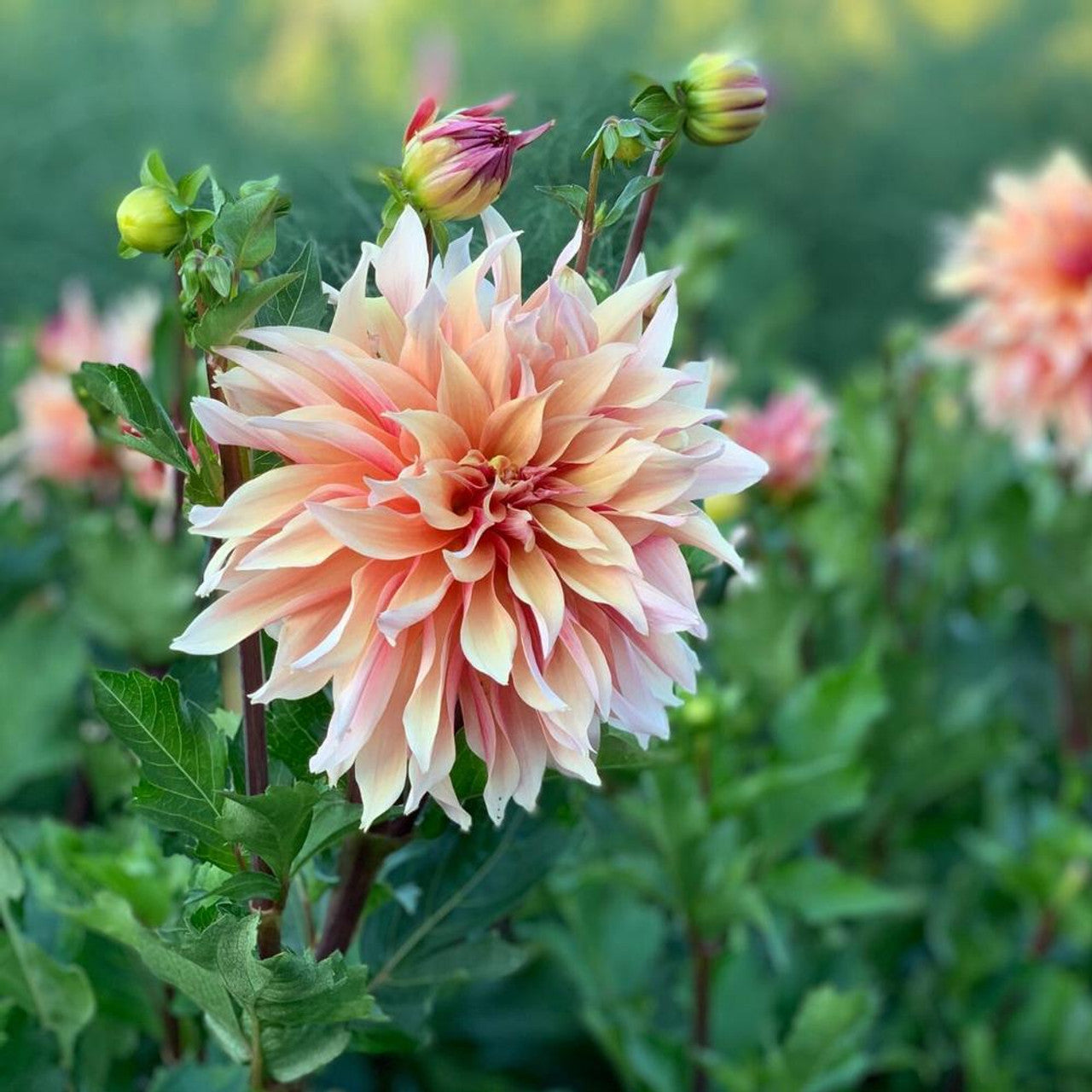 Labyrinth Dahlia